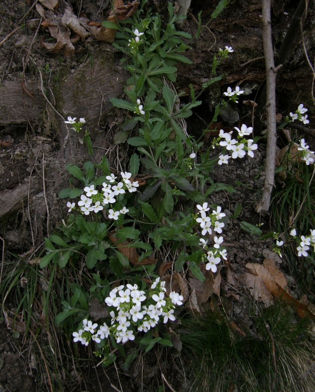 Arabis alpina L. subsp. caucasica (Willd.) Briq. {F 1139}