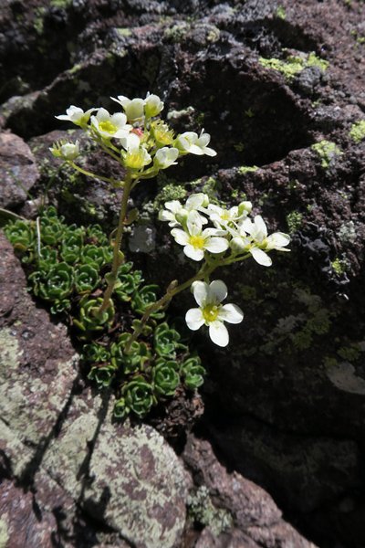Sassifraga delle rocce (Saxifraga paniculata)