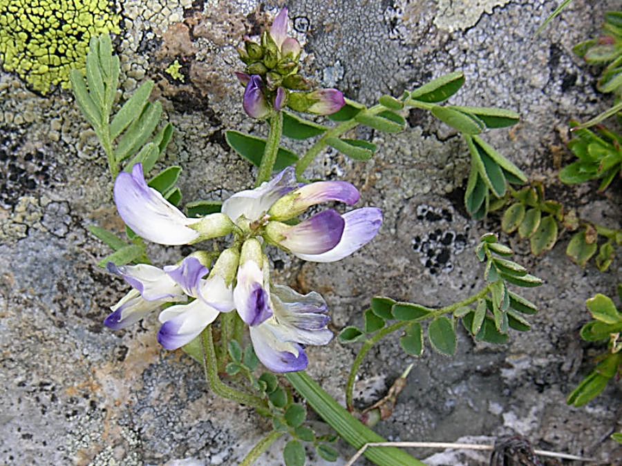 Astragalus_alpinus_4.jpg