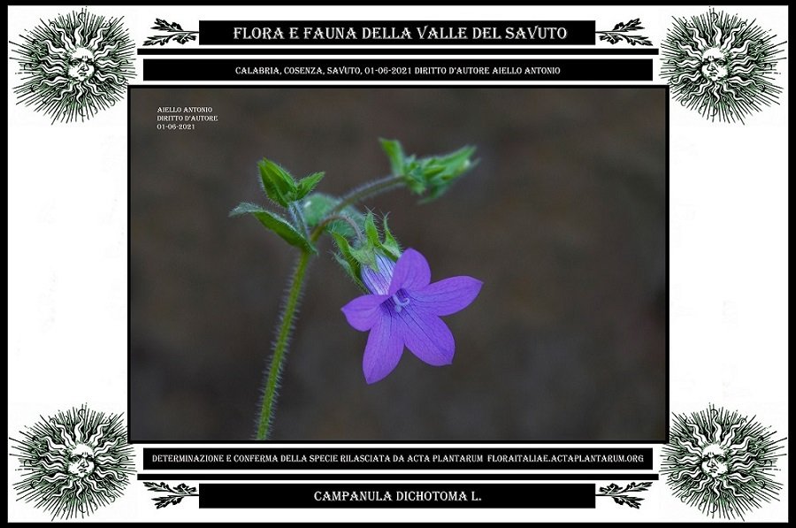 Esempio foto botanica definitiva, foto di Aiello Antonio.