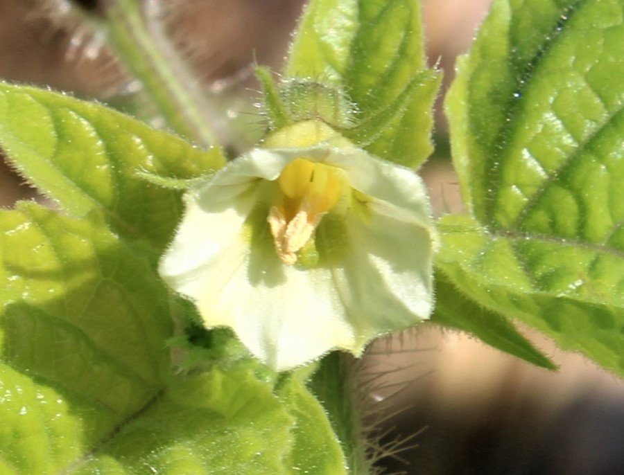 Physalis nicandroides 2.JPG