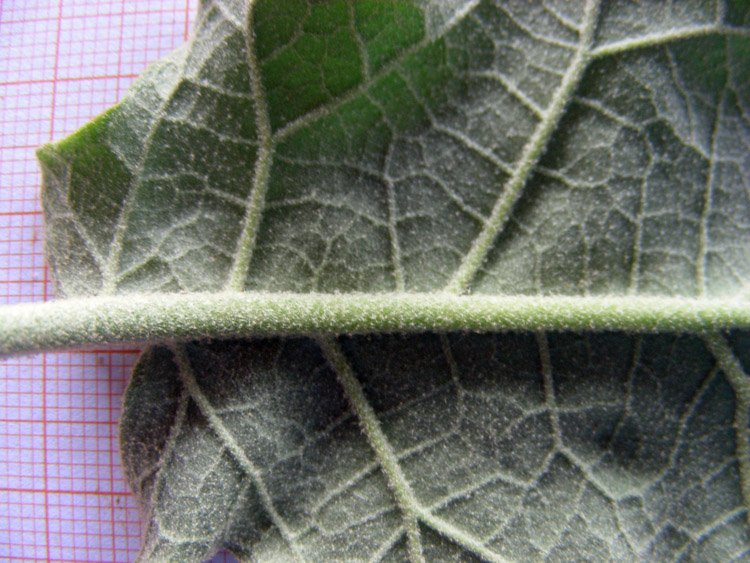 Solanum torvum (19).JPG