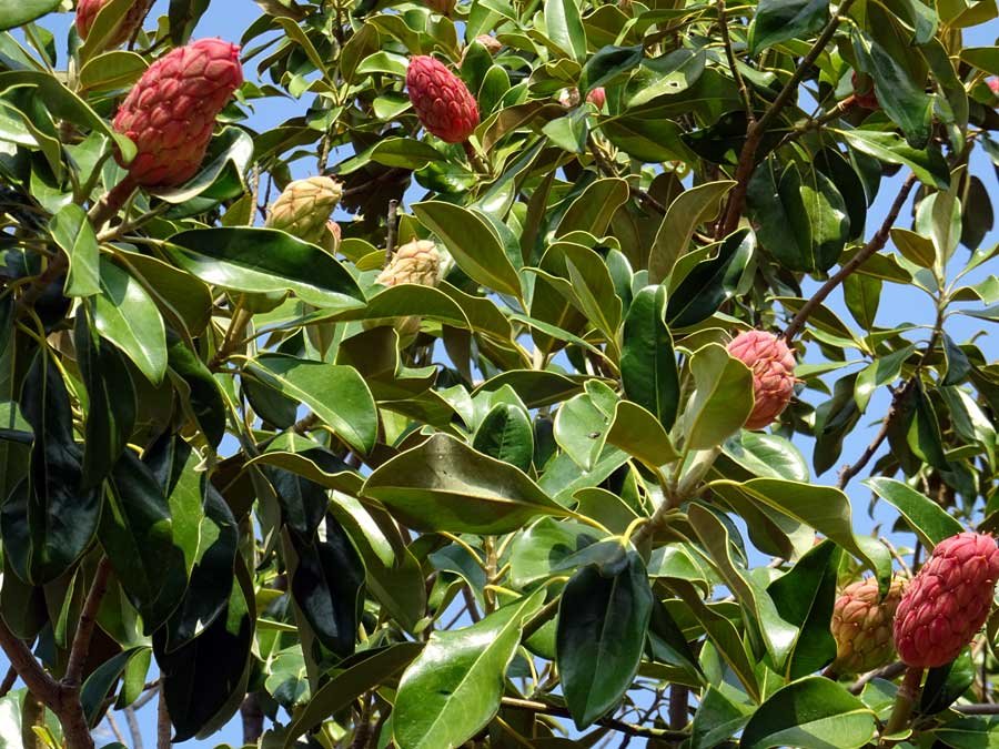 Magnolia-grandiflora-L..jpg