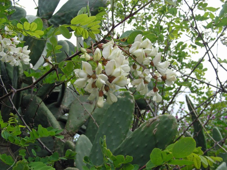 Robinia pseudoacacia (1).JPG
