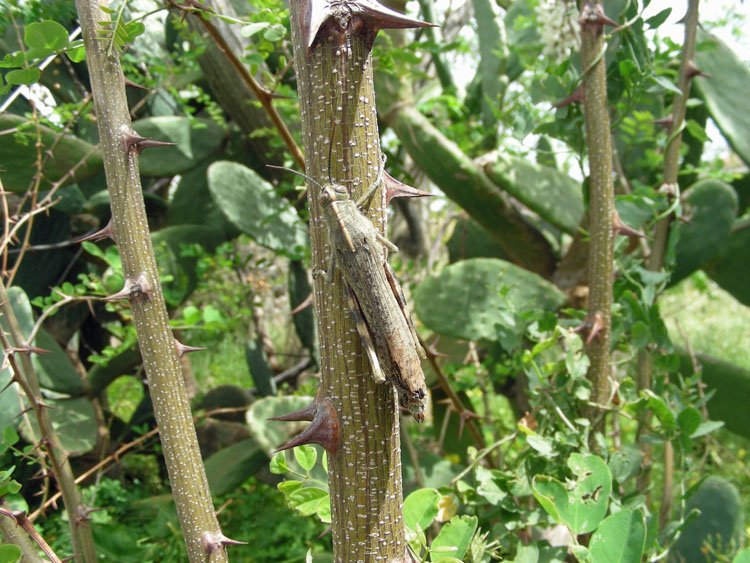 Robinia pseudoacacia (3).JPG