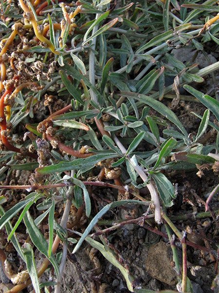 <i>Amaranthus muricatus</i> (Moq.) Gillies ex Hieron.