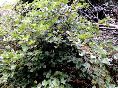 Ribes multiflorum subsp. sandalioticum (1).JPG