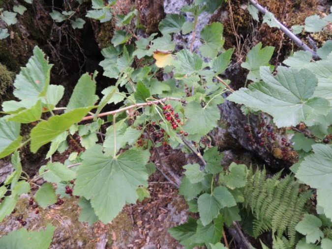 Ribes multiflorum subsp. sandalioticum (2).JPG