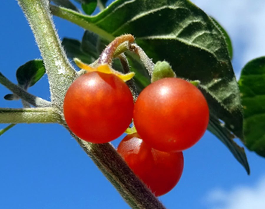 Solanum-villosum-Mill..jpg