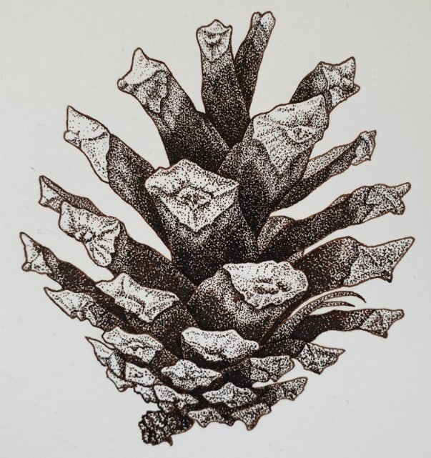 Illustrazione di pigna di Pinus sylvestris