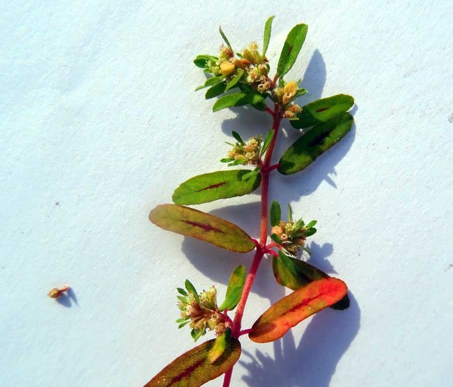 Euphorbia-maculata-L..jpg