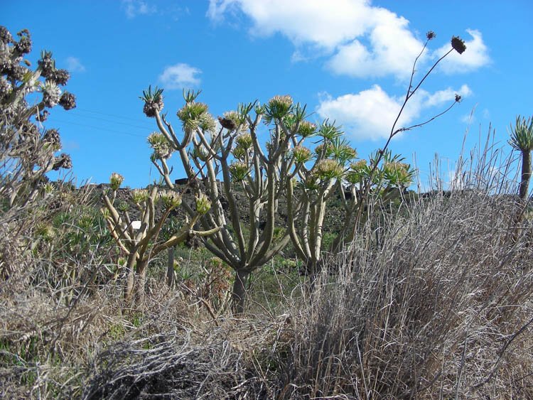 Kleinia neriifolia (1).JPG