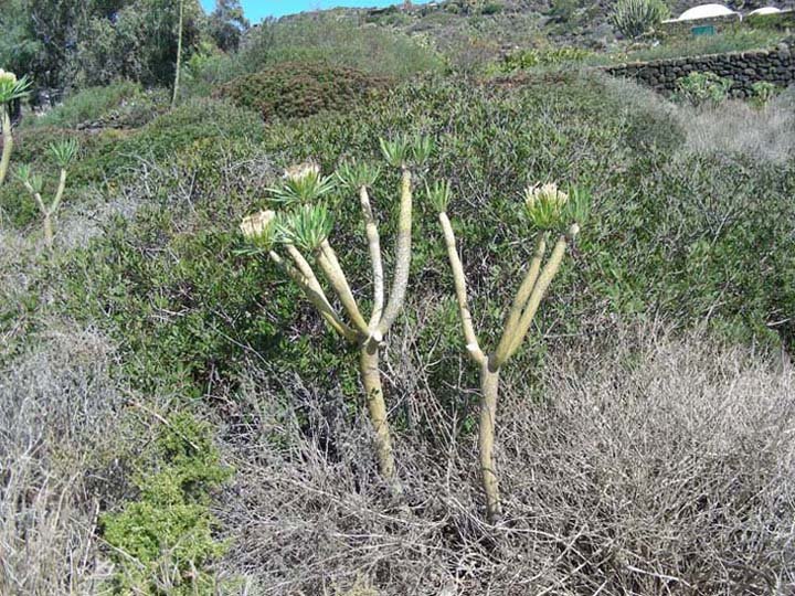 Kleinia neriifolia (2).JPG