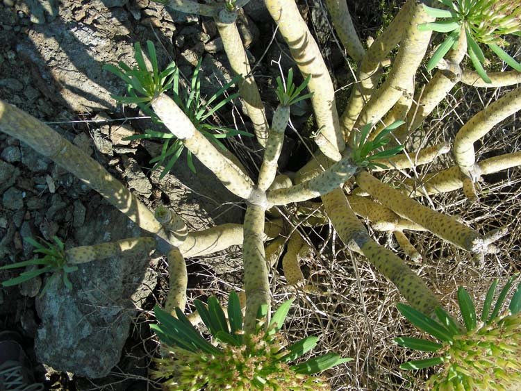 Kleinia neriifolia (6).JPG