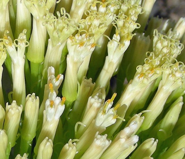 Kleinia neriifolia (7).jpg
