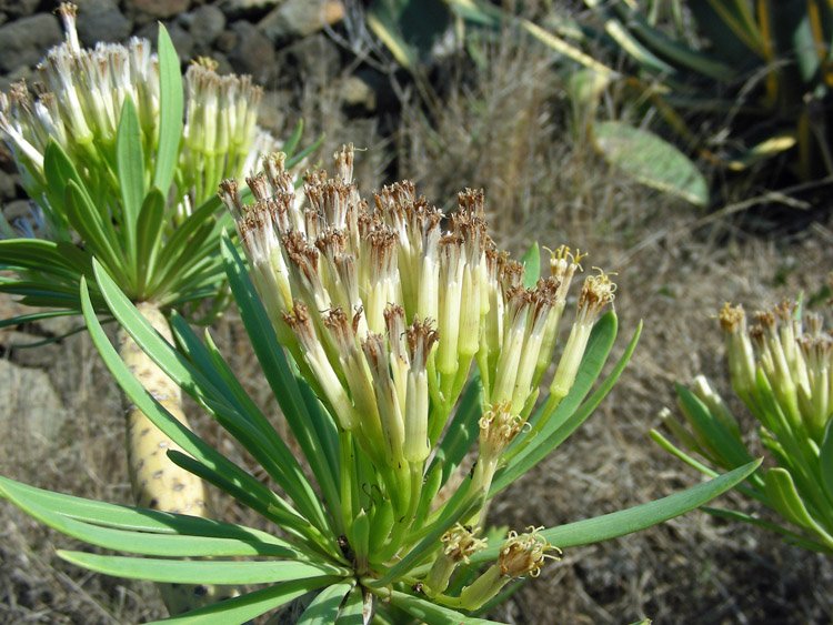 <i>Kleinia neriifolia</i> Haw.