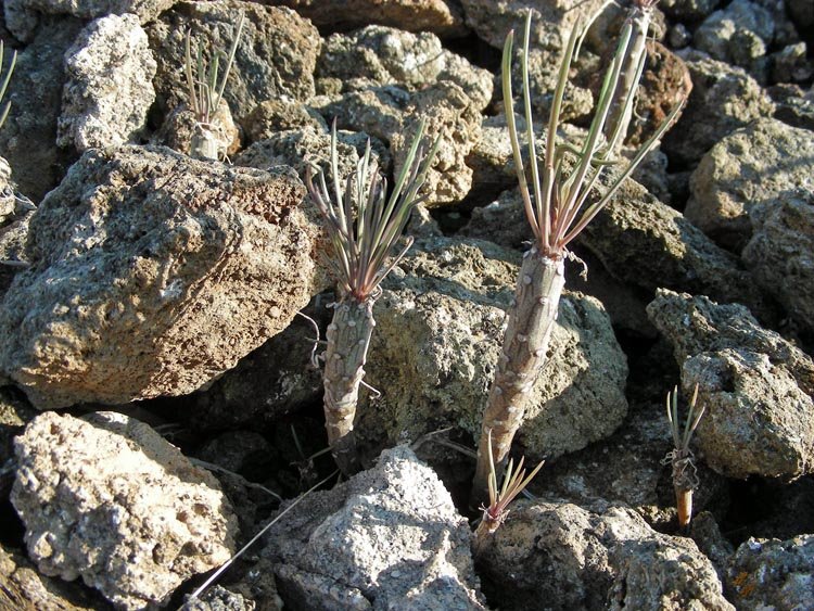 Kleinia neriifolia (20).JPG