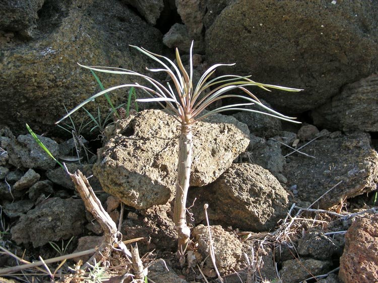 Kleinia neriifolia (22).JPG