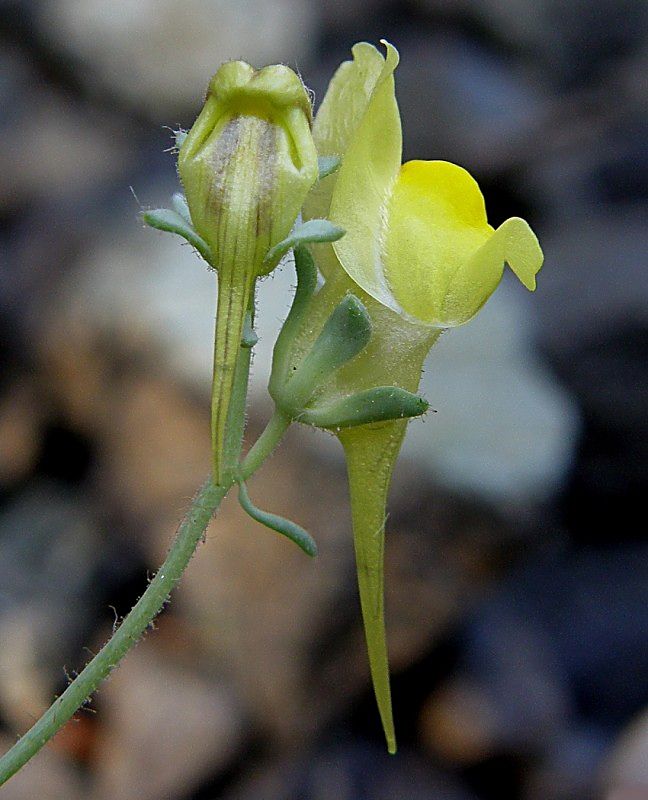 Linaria supina (L.) Chaz. subsp. supina