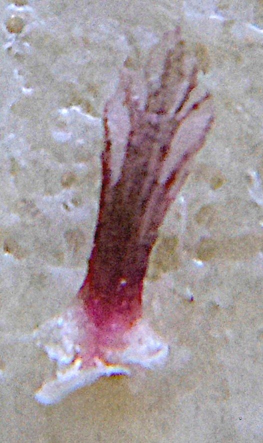 Salsola tragus (26).JPG