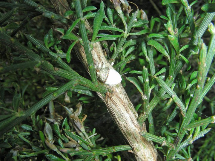 Genista aspalathoides (4).JPG