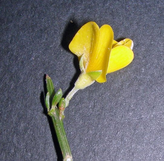Genista aspalathoides (13).jpg