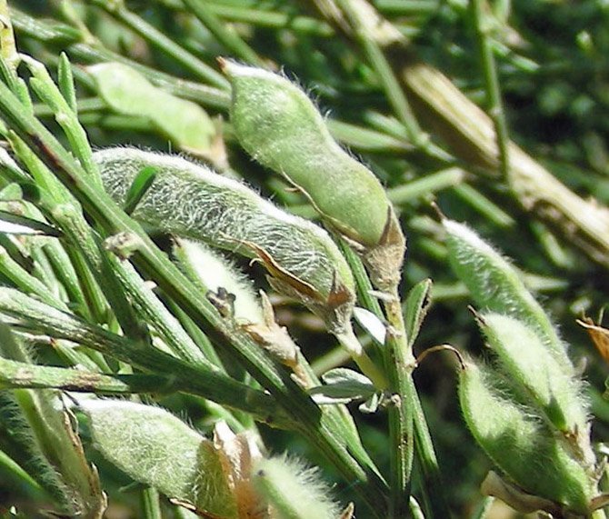 Genista aspalathoides var. gussonei (16).jpg