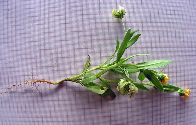 Calendula tripterocarpa (4).jpg