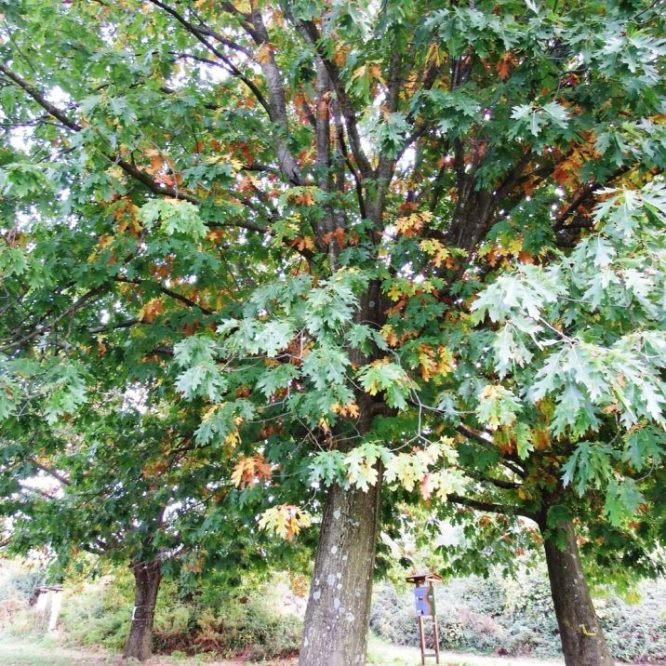 Quercus rubra L.6.jpg