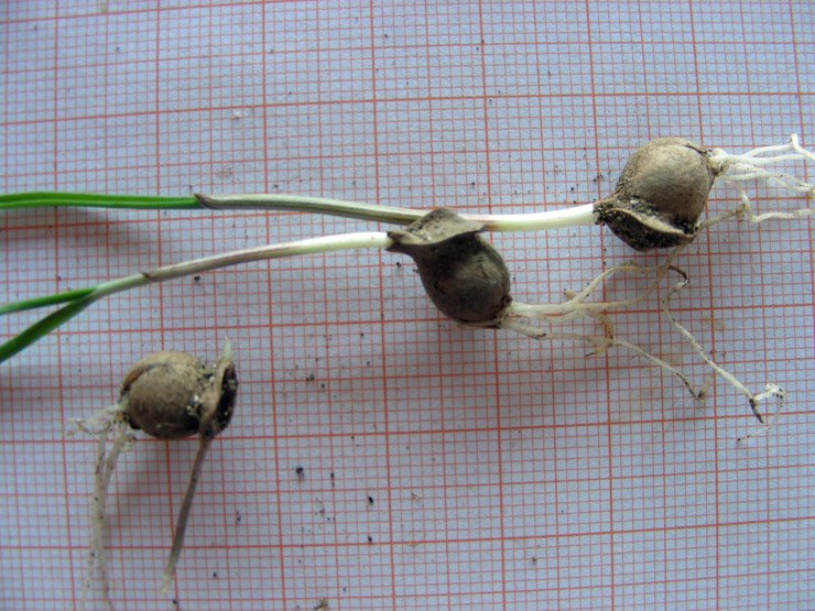 Allium sp. (11).JPG