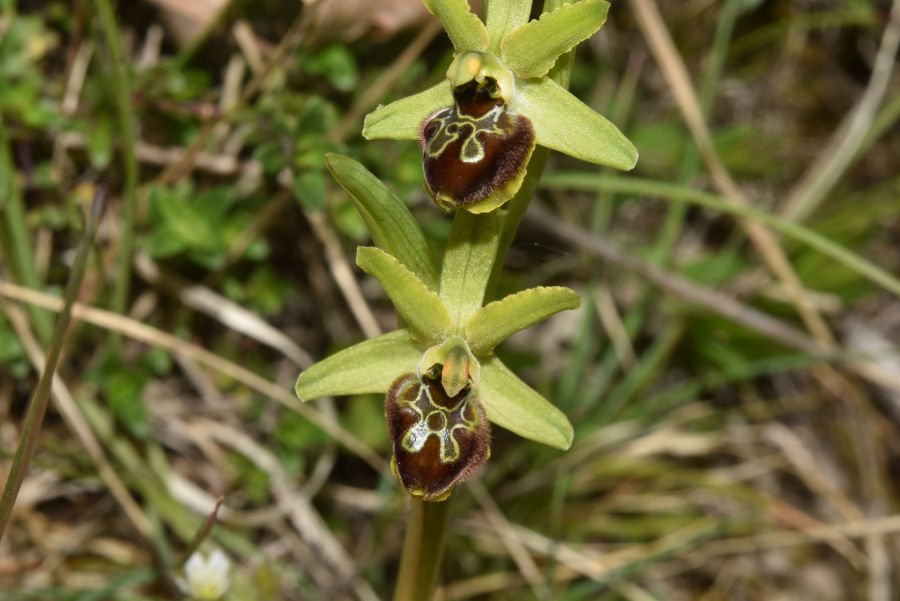 Ophrys - Fonte Vecchia 20210508m146.jpg