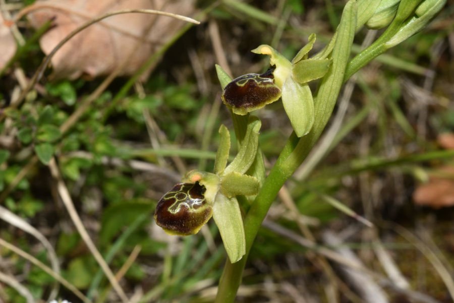 Ophrys - Fonte Vecchia 20210508m147.jpg