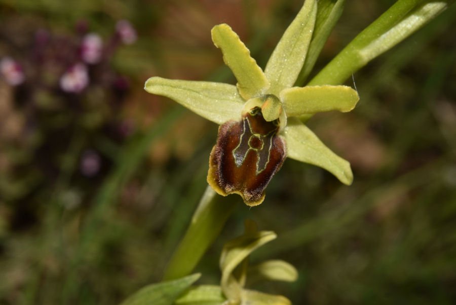 Ophrys - Fonte Vecchia 20210508m151.jpg
