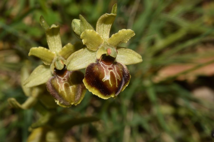Ophrys - Fonte Vecchia 20210508m152.jpg