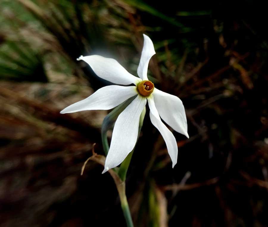 Narcissus miniatus Donn.-Morg., Koop. & Zonn..jpg