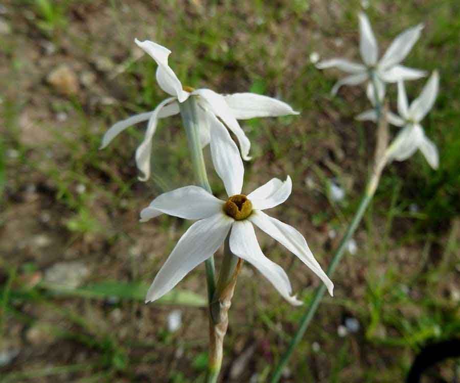 Narcissus-miniatus-Donn.-Mo.jpg