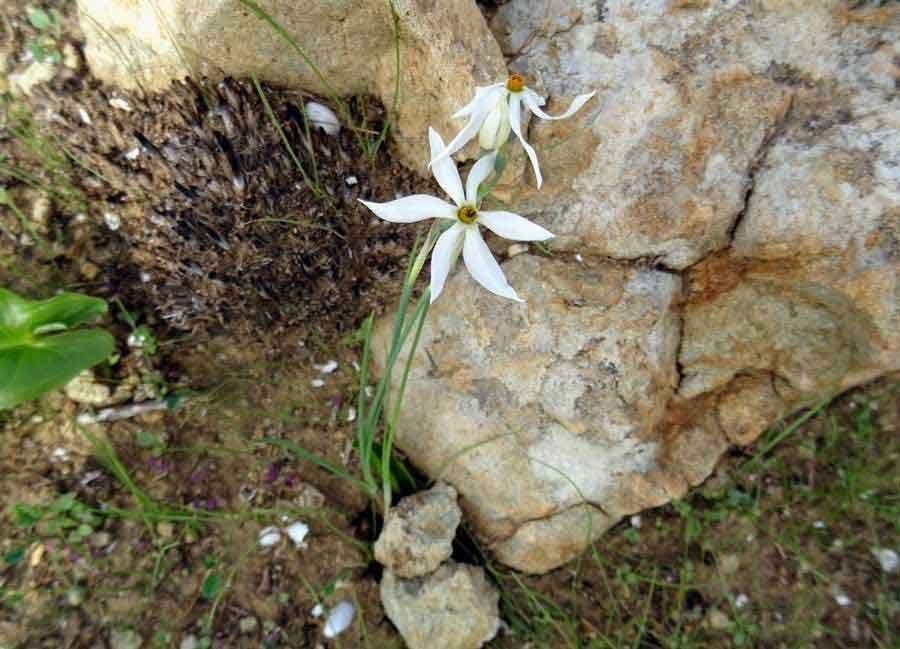 Narcissus-miniatus-Donn.-Mo.jpg