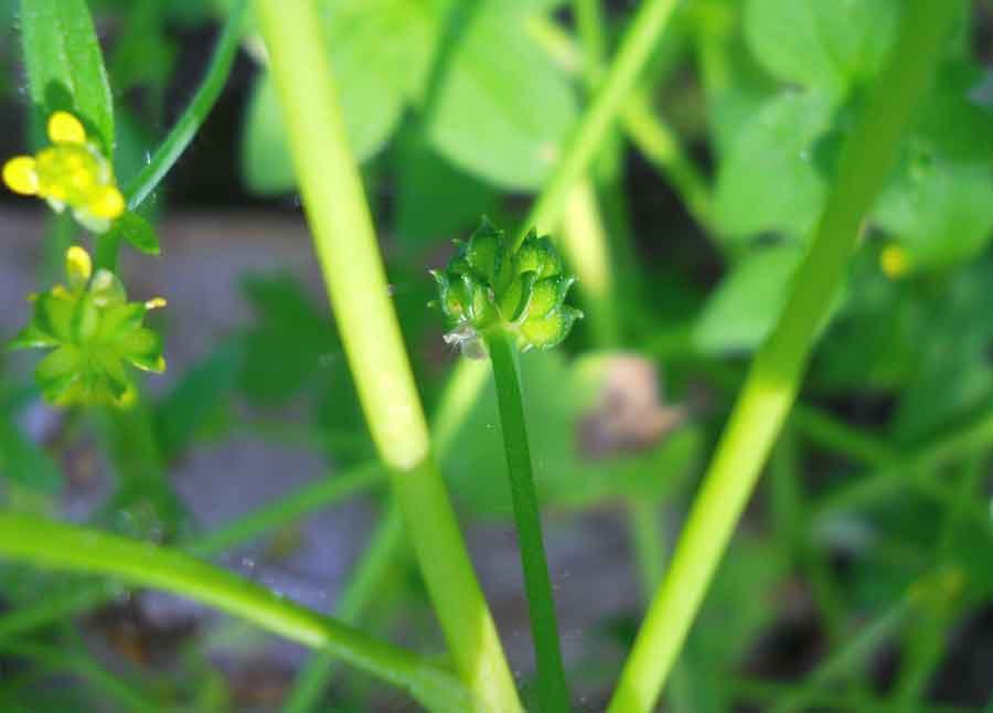Ranunculus-parviflorus-L.-D.jpg