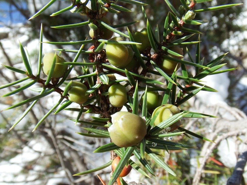 juniperus sp.jpg