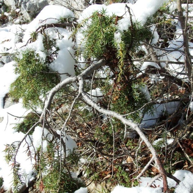 juniperus arbusto.jpg