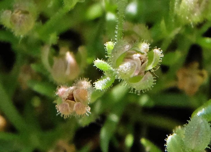 Spergularia marina (6).jpg
