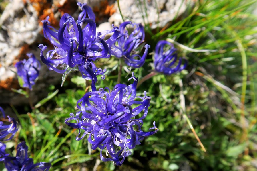 Raponzolo delle Dolomiti (Phyteuma sieberi)