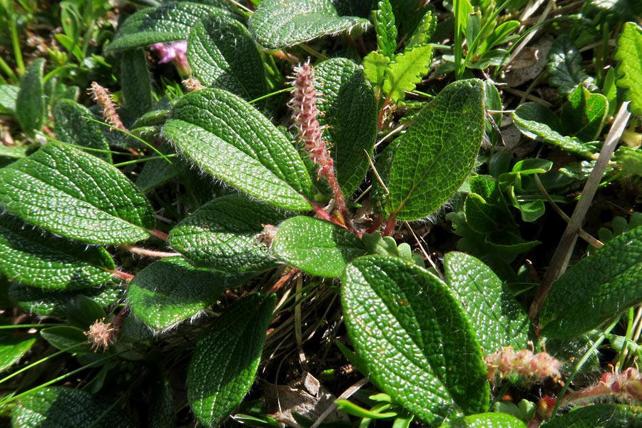 Salice reticolato (Salix reticulata)