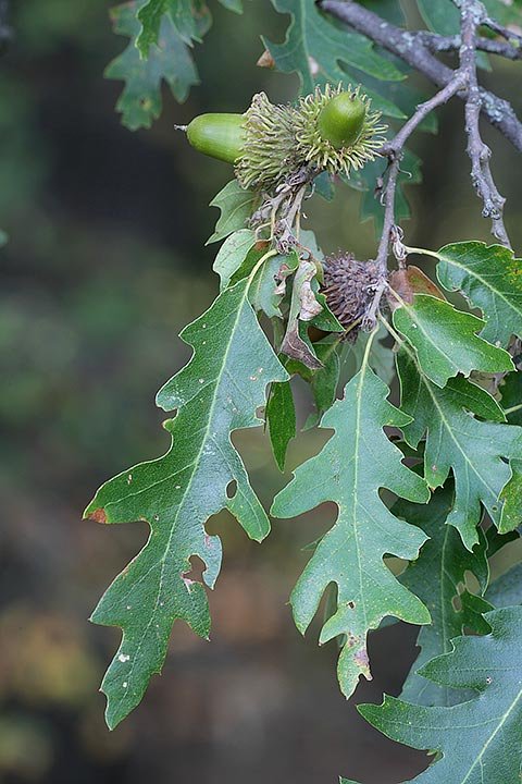 Quercus-cerris-20171015-006-ap.jpg