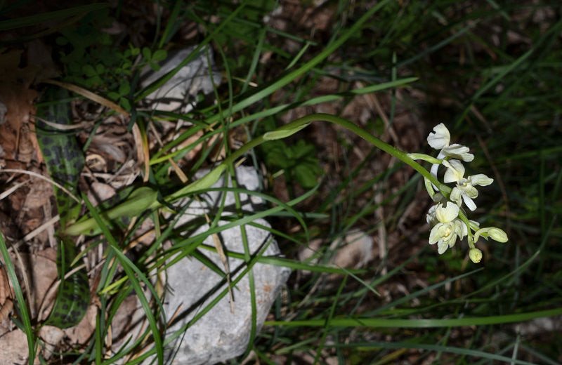 Anagni-MsG 20210501-111 Orchis provincialis.jpg