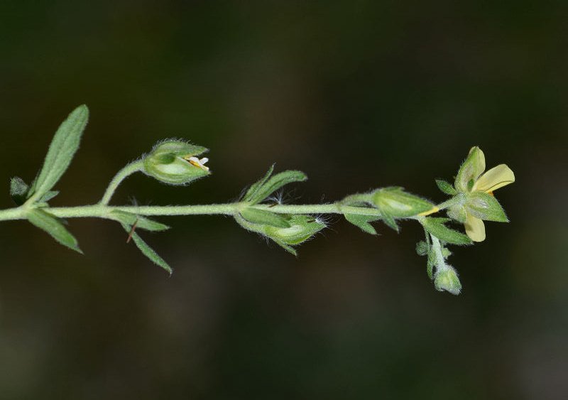 Anagni-MsG 20210501-140a Helianthemum salicifolium.jpg