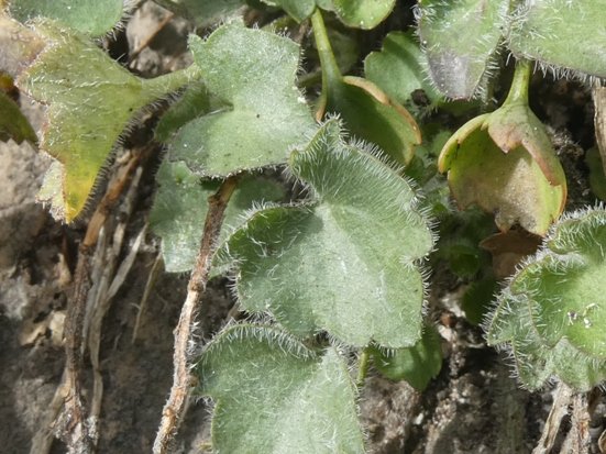 Campanula fragilis subsp. cavolinii (Ten.) Damboldt (a8).JPG
