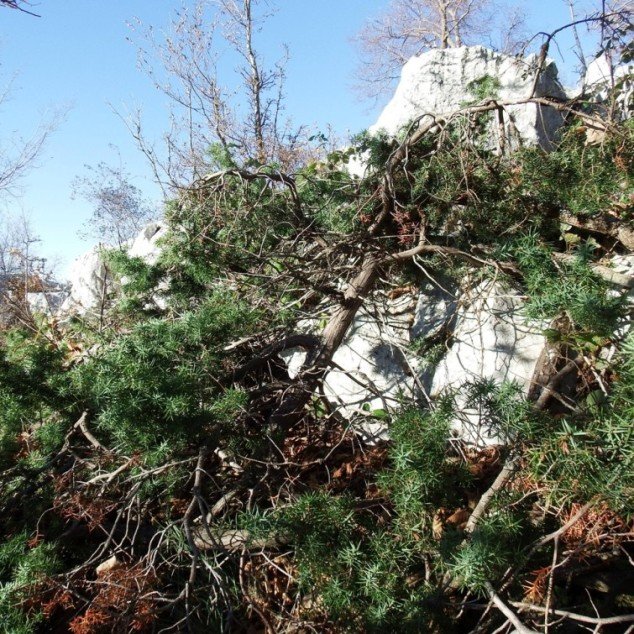juniperus deltoides.jpg