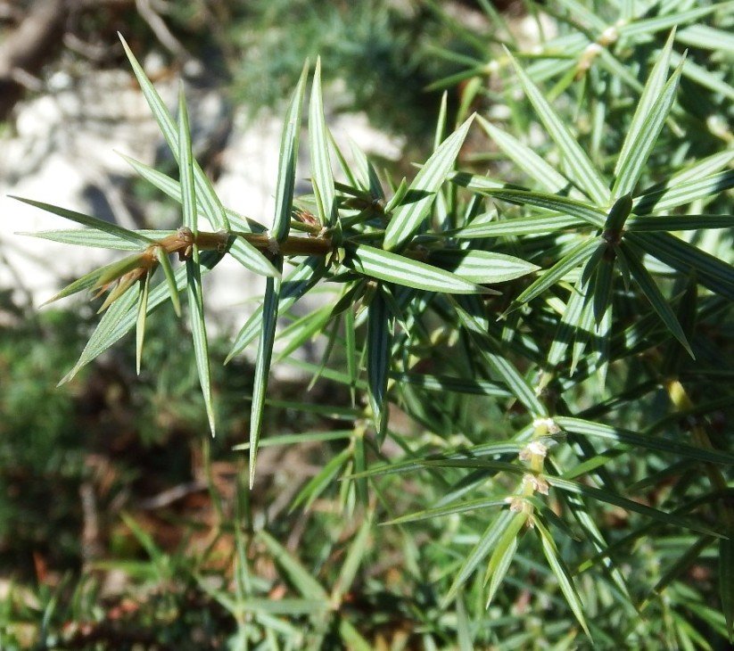 aghi juniperus deltoides.jpg