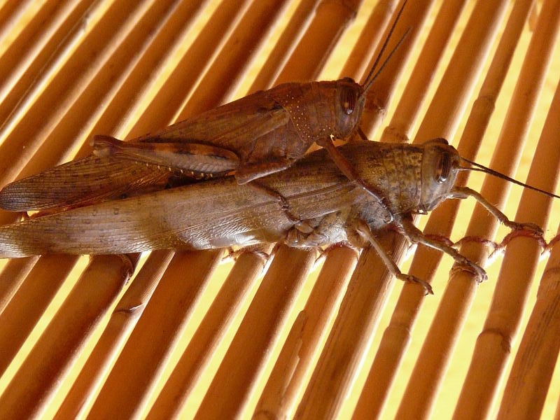 Acrididae: Anacridium aegyptium (Linnaeus, 1764) - Copula